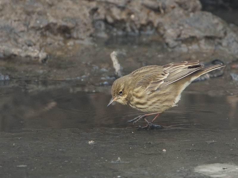 Anthus petrosus Rock Pipit Oeverpieper